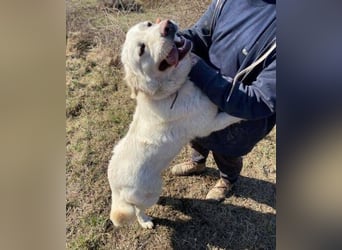 LUCY freut sich über jede Zuwendung