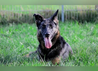 Donna, schön und sehr lieb