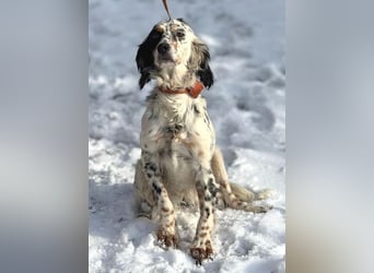 ZEYNA bildschön und sehr lieb