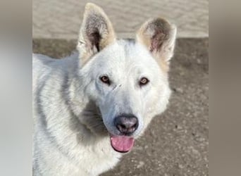 BELUSCHA hat alles verloren