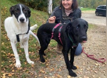 MIA 2 ist verschmust und anhänglich