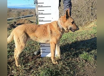 ANDRE wäre gerne dein treuer Begleiter