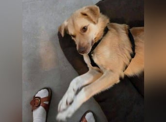 FUCHUR ist ein Traumhund