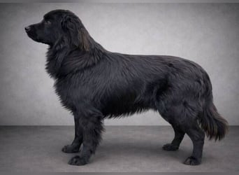 FABIO wäre gerne dein Freund