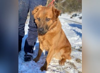 COLIN verspielter Hundejunge