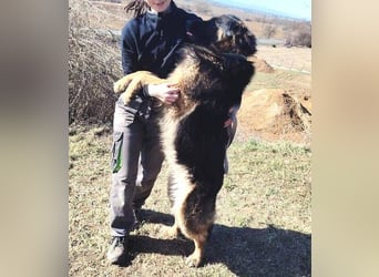 ZEUS durfte nie ankommen