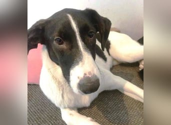 MIA 2 ist verschmust und anhänglich