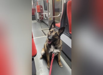 LOTTE sucht ihr Körbchen