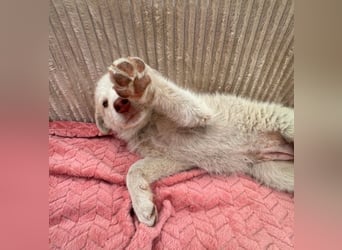 Lulu - besondere Lady sucht dich!