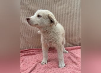 Lulu - besondere Lady sucht dich!