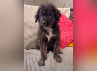 Nala - sucht ein Zuhause!