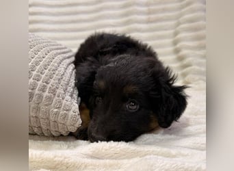 Janis - hat den Hundeblick gemeistert!