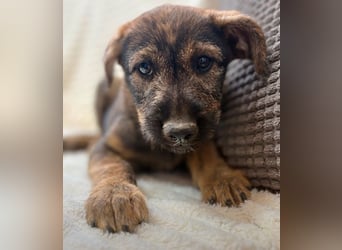 Amber - kleiner Schatz sucht dich!