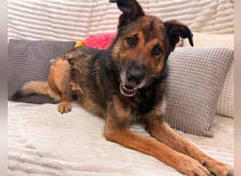 Max - Schäferhund Mix sucht dich!