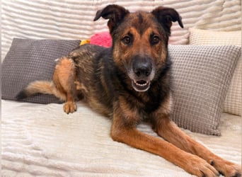 Max - Schäferhund Mix sucht dich!