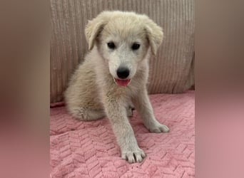 Karo - Wolf im Schafspelz!