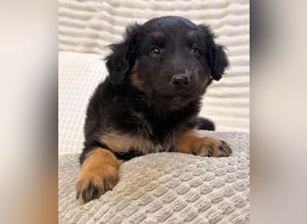 Janis - hat den Hundeblick gemeistert!
