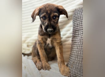Amber - kleiner Schatz sucht dich!