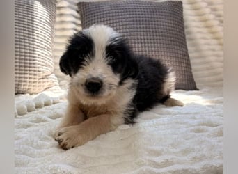 Vicky - freche Lady sucht dich!
