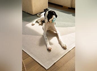 Molly - möchte endlich ankommen!