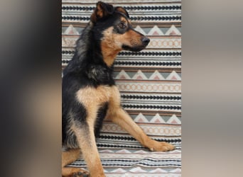 Kenzo - hübscher Kerl sucht dich!