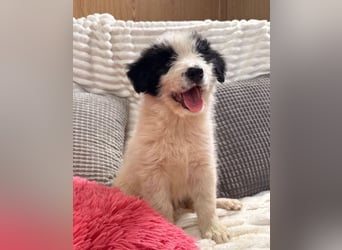 Layla - kleines Überraschungspaket sucht dich!