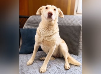 Stella - Grinsemaus sucht dich!