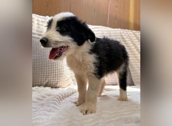 Vicky - freche Lady sucht dich!