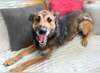 Max - Schäferhund Mix sucht dich!