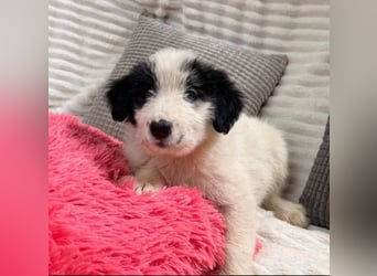 Layla - kleines Überraschungspaket sucht dich!