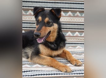 Kenzo - hübscher Kerl sucht dich!