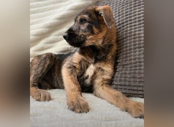 Amber - kleiner Schatz sucht dich!
