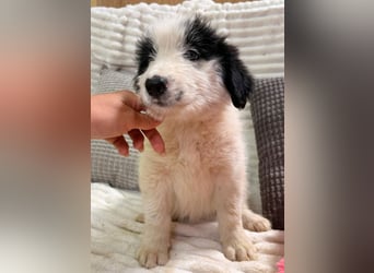 Layla - kleines Überraschungspaket sucht dich!
