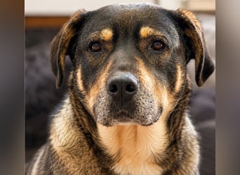 Sasha - bequeme Maus sucht dich!