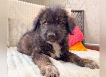 Nala - sucht ein Zuhause!