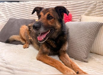 Max - Schäferhund Mix sucht dich!