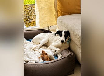 Molly - möchte endlich ankommen!