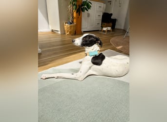 Molly - möchte endlich ankommen!