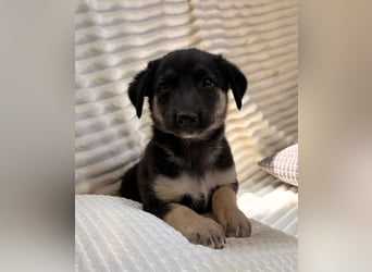 Caipo - neugieriger Kerl sucht Zuhause!