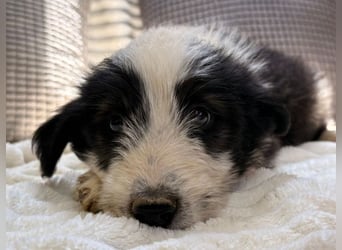 Vicky - freche Lady sucht dich!