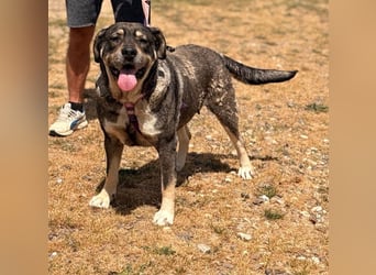 Sasha - bequeme Maus sucht dich!