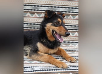 Kenzo - hübscher Kerl sucht dich!