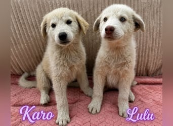 Lulu - besondere Lady sucht dich!