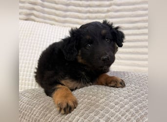 Janis - hat den Hundeblick gemeistert!