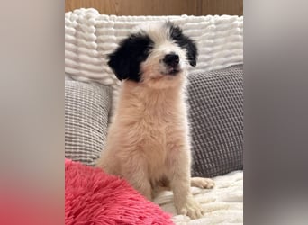 Layla - kleines Überraschungspaket sucht dich!