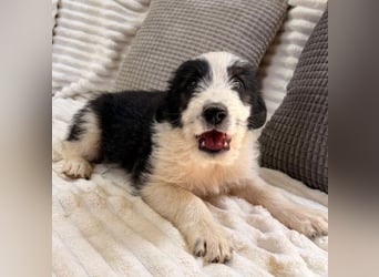 Vicky - freche Lady sucht dich!