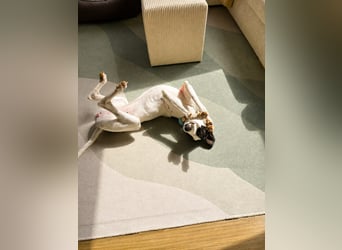 Molly - möchte endlich ankommen!