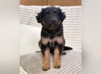 Janis - hat den Hundeblick gemeistert!