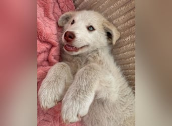 Lulu - besondere Lady sucht dich!