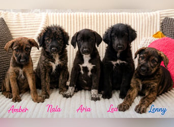 Nala - sucht ein Zuhause!